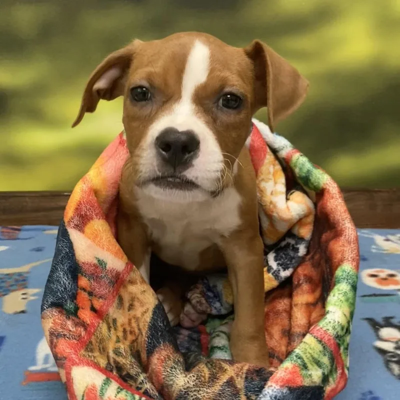 A baby medium-sized female Brown / Chocolate Pit Bull Terrier dog named Dorrie for adoption in Auburn, NH