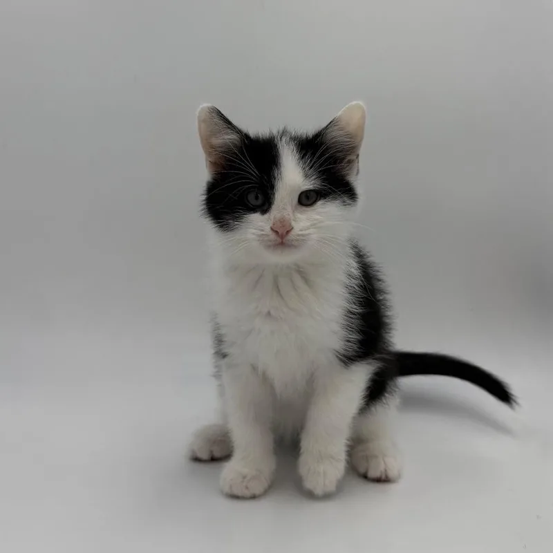 A baby medium-sized male Domestic Short Hair cat named Kirby for adoption in State College, PA