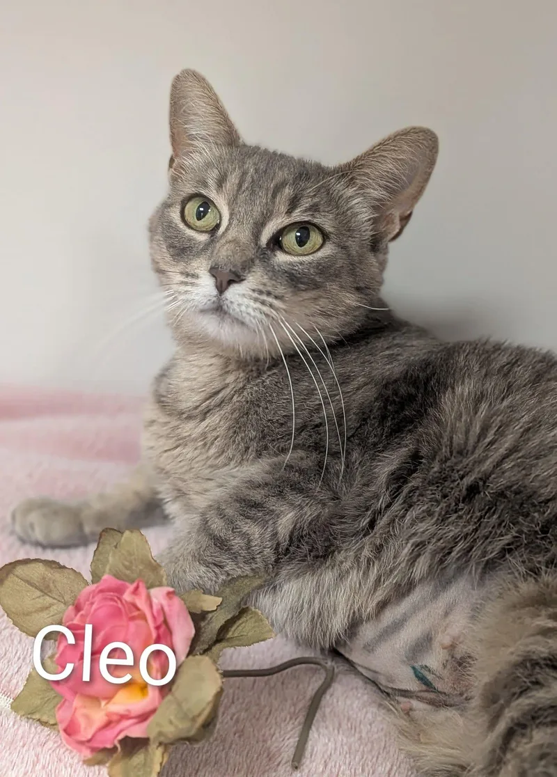 Cleo