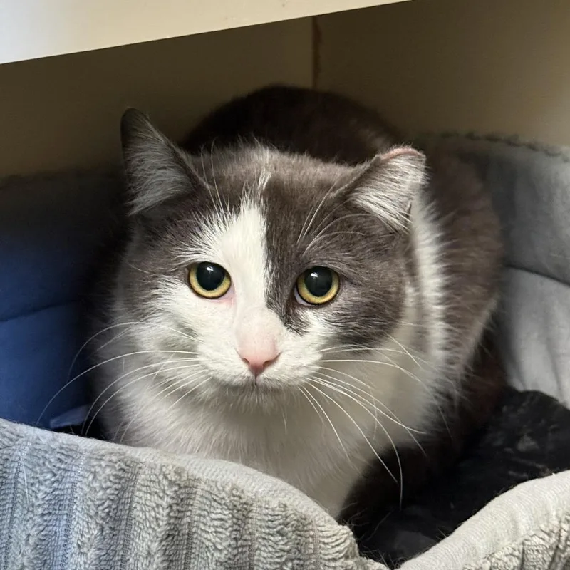 An adult medium-sized female Gray / Blue / Silver Domestic Short Hair cat named Ochee for adoption in South Elgin, IL