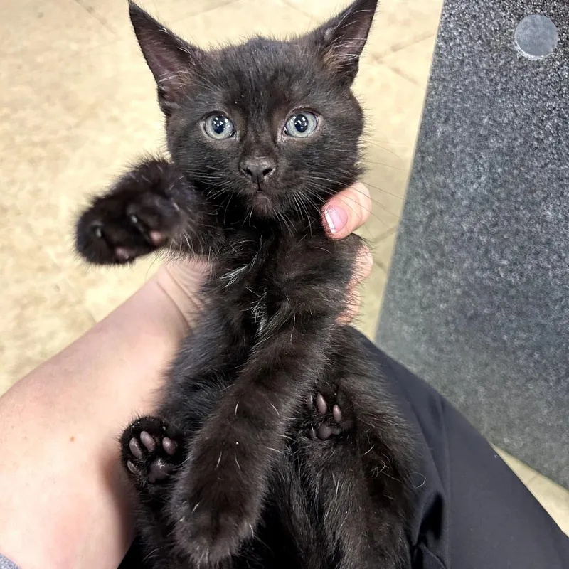 A baby small-sized female Black Domestic Short Hair cat named Lisa for adoption in Birmingham, AL