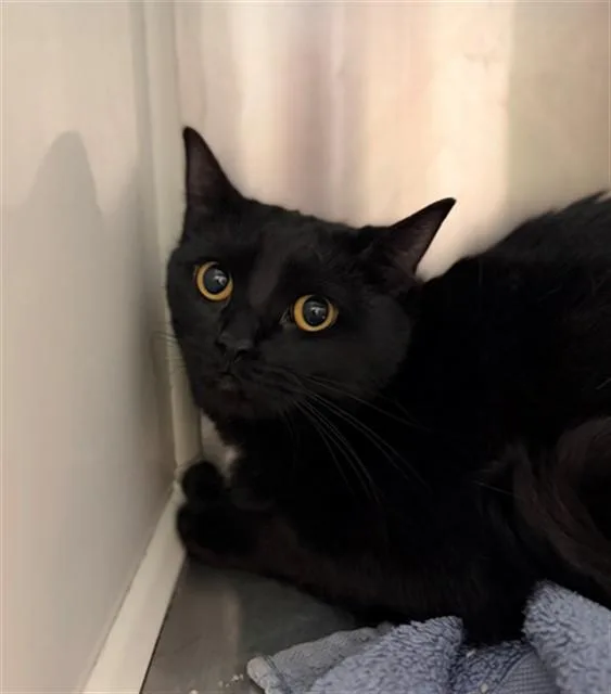 A young small-sized female Domestic Short Hair cat named Princess for adoption in Brighton, CO