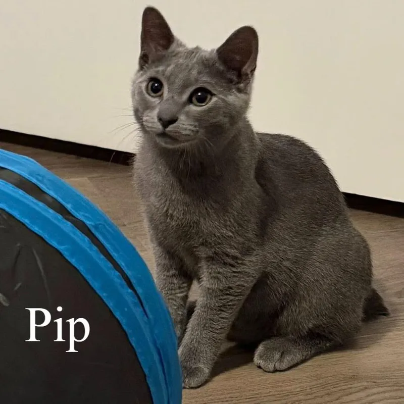 Pip