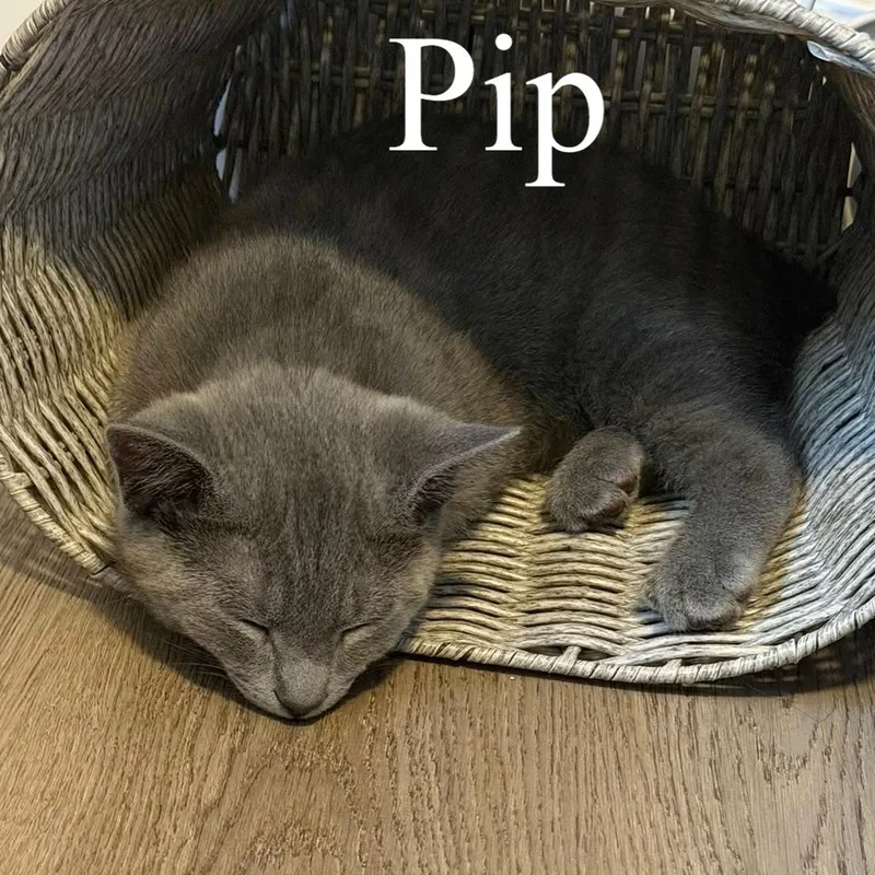 Pip thumbnail 6