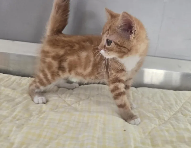 A baby small-sized female Orange & White Domestic Short Hair cat named Allegra for adoption in Dickson, TN