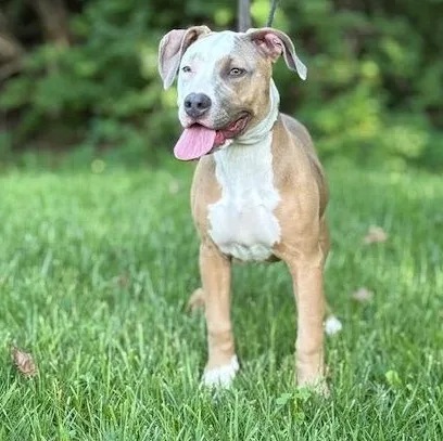 A baby large-sized female Yellow / Tan / Blond / Fawn Pit Bull Terrier dog named Peach for adoption in Wilmington, OH