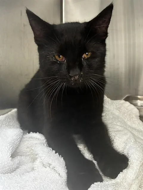 A young small-sized male Domestic Short Hair cat named Ernie for adoption in Upper Marlboro, MD