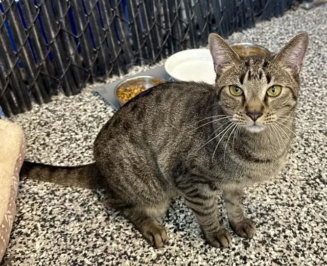 An adult medium-sized female Domestic Short Hair cat named Kit Kat for adoption in Palmetto, FL
