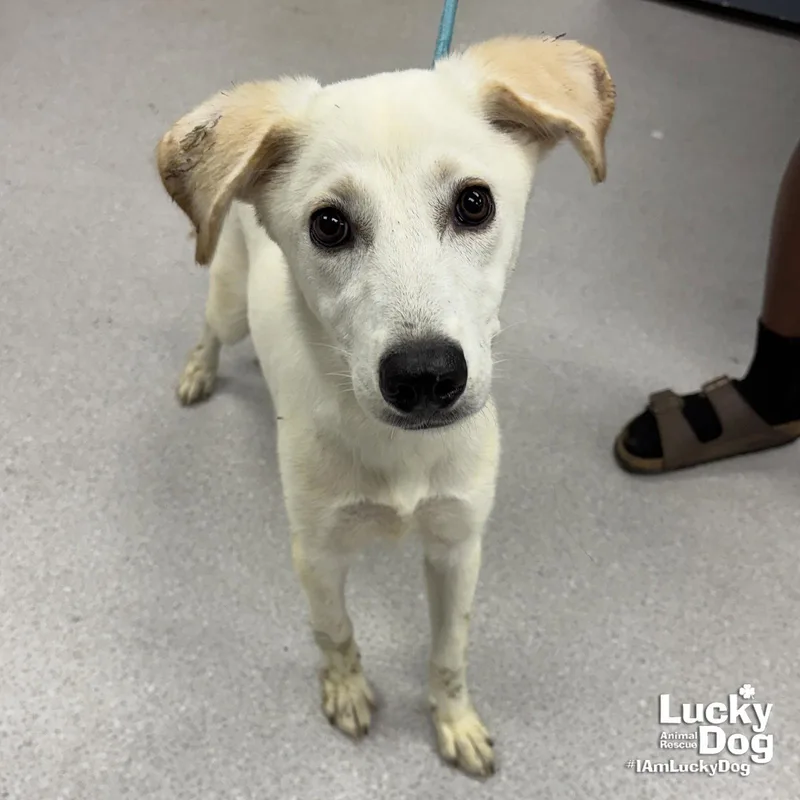 A young medium-sized female Labrador Retriever dog named Bianca for adoption in Washington, DC