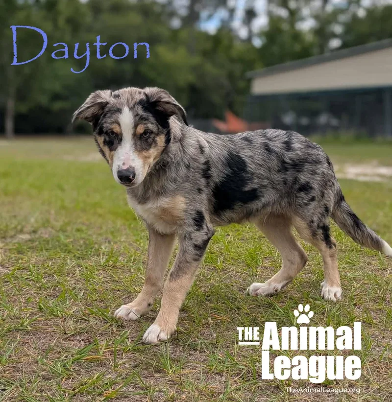 Dayton