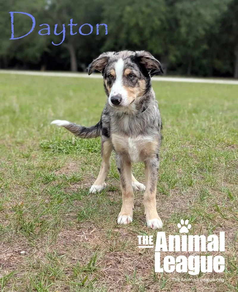Dayton thumbnail 2