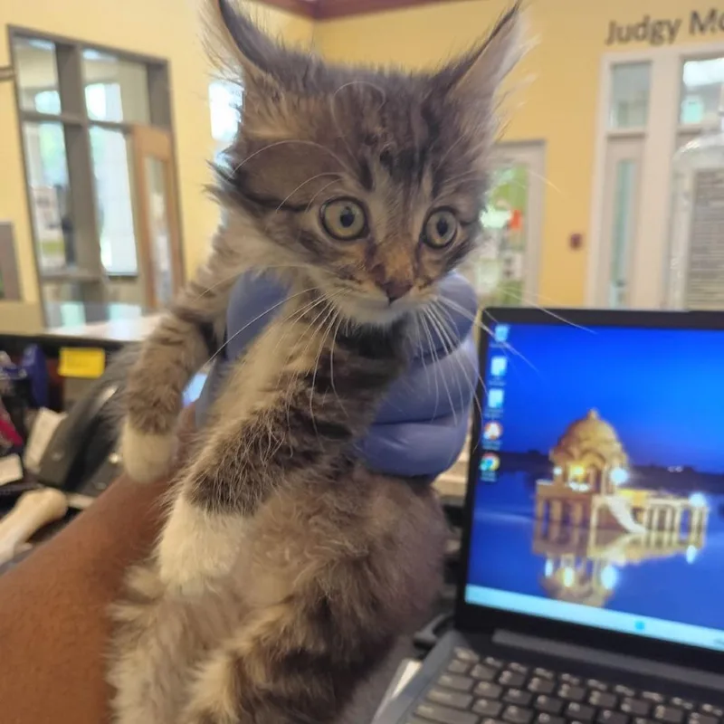 A baby small-sized female Gray / Blue / Silver Domestic Short Hair cat named Cleopatra for adoption in Lynchburg, VA