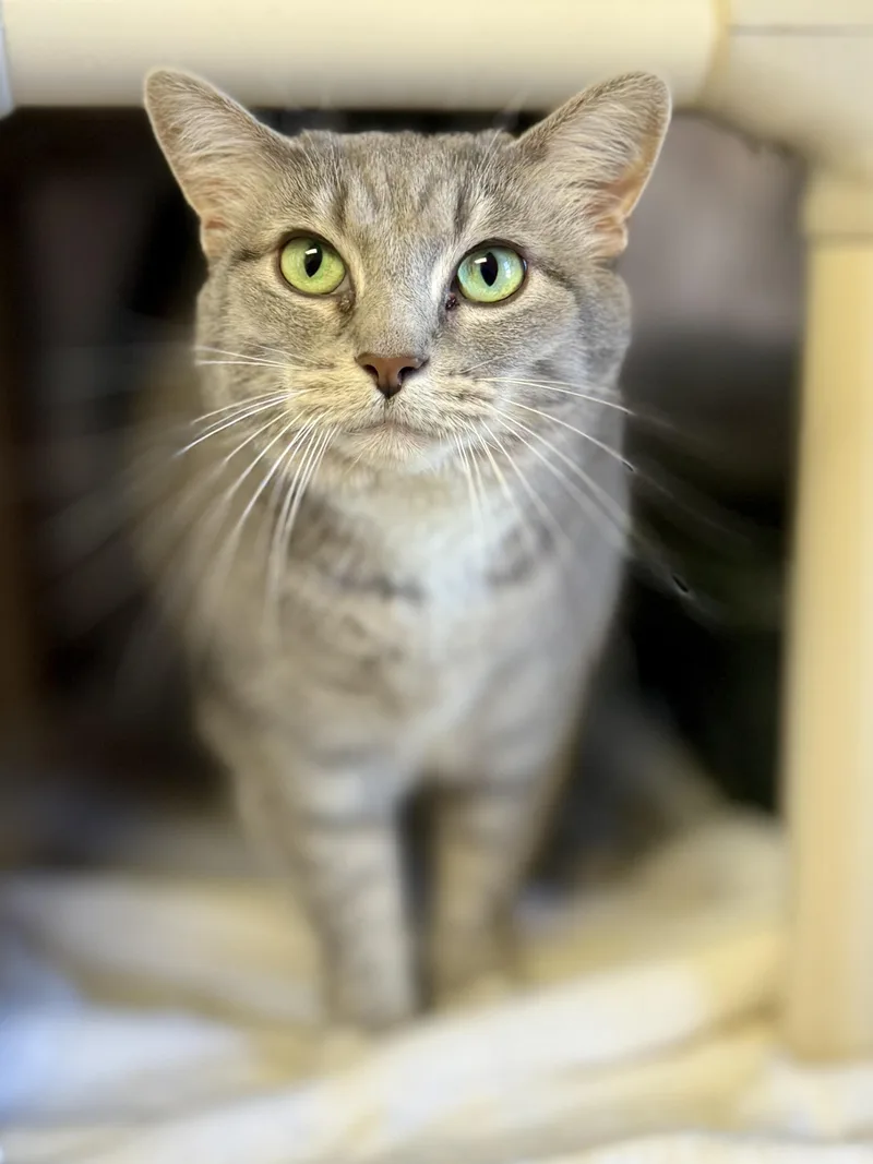 Lacy Lou thumbnail 2