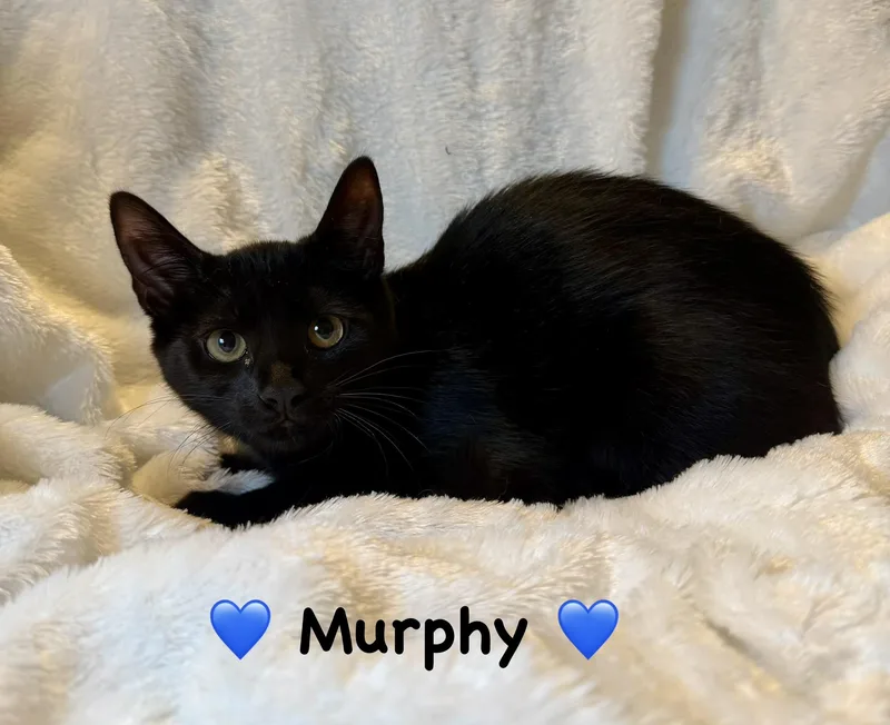 A baby medium-sized male Black Domestic Short Hair cat named Murphy for adoption in Copley, OH