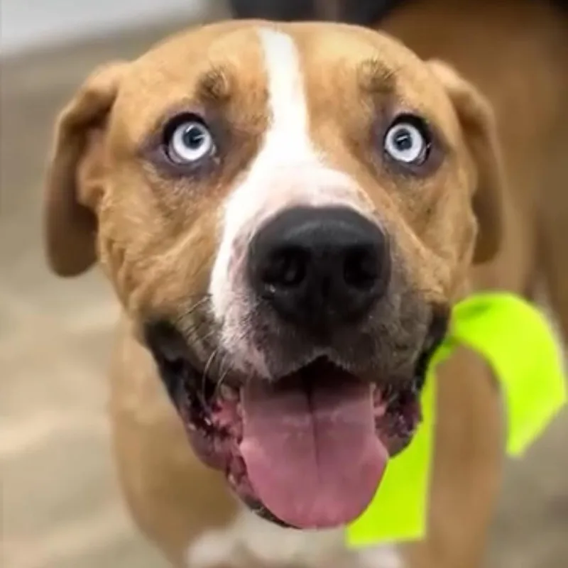 Fettisilly loving And Dog thumbnail 3