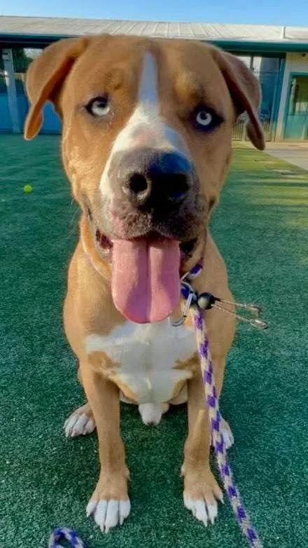 Fettisilly loving And Dog thumbnail 4