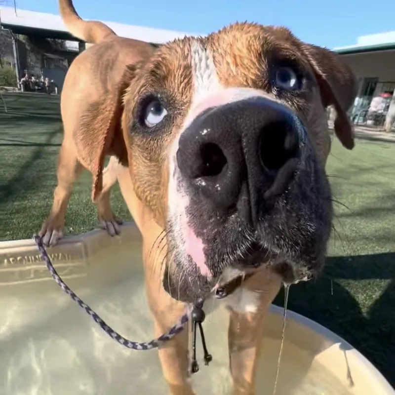 Fettisilly loving And Dog thumbnail 6