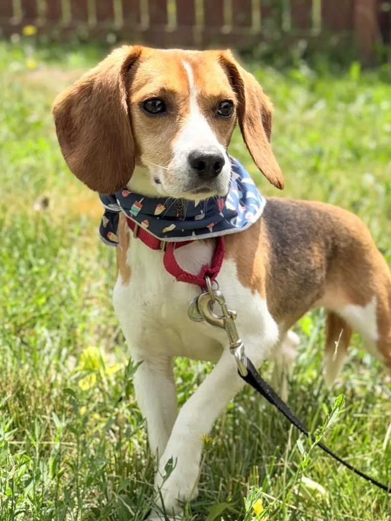 A young medium-sized female Mixed Breed dog named Sesame for adoption in Menomonie, WI