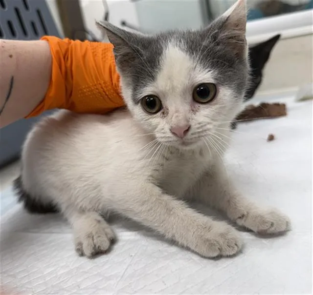 A baby small-sized female Domestic Short Hair cat named Narene for adoption in Baytown, TX