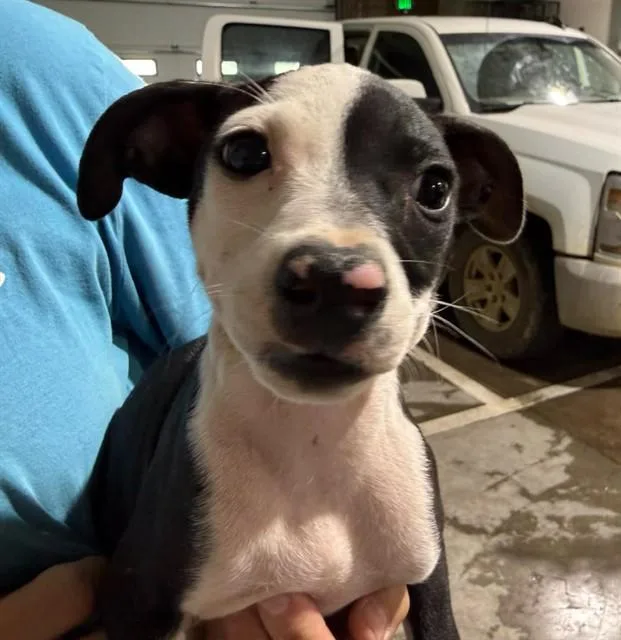 A baby small-sized male Pit Bull Terrier dog named Geddy Lee for adoption in Colorado Springs, CO
