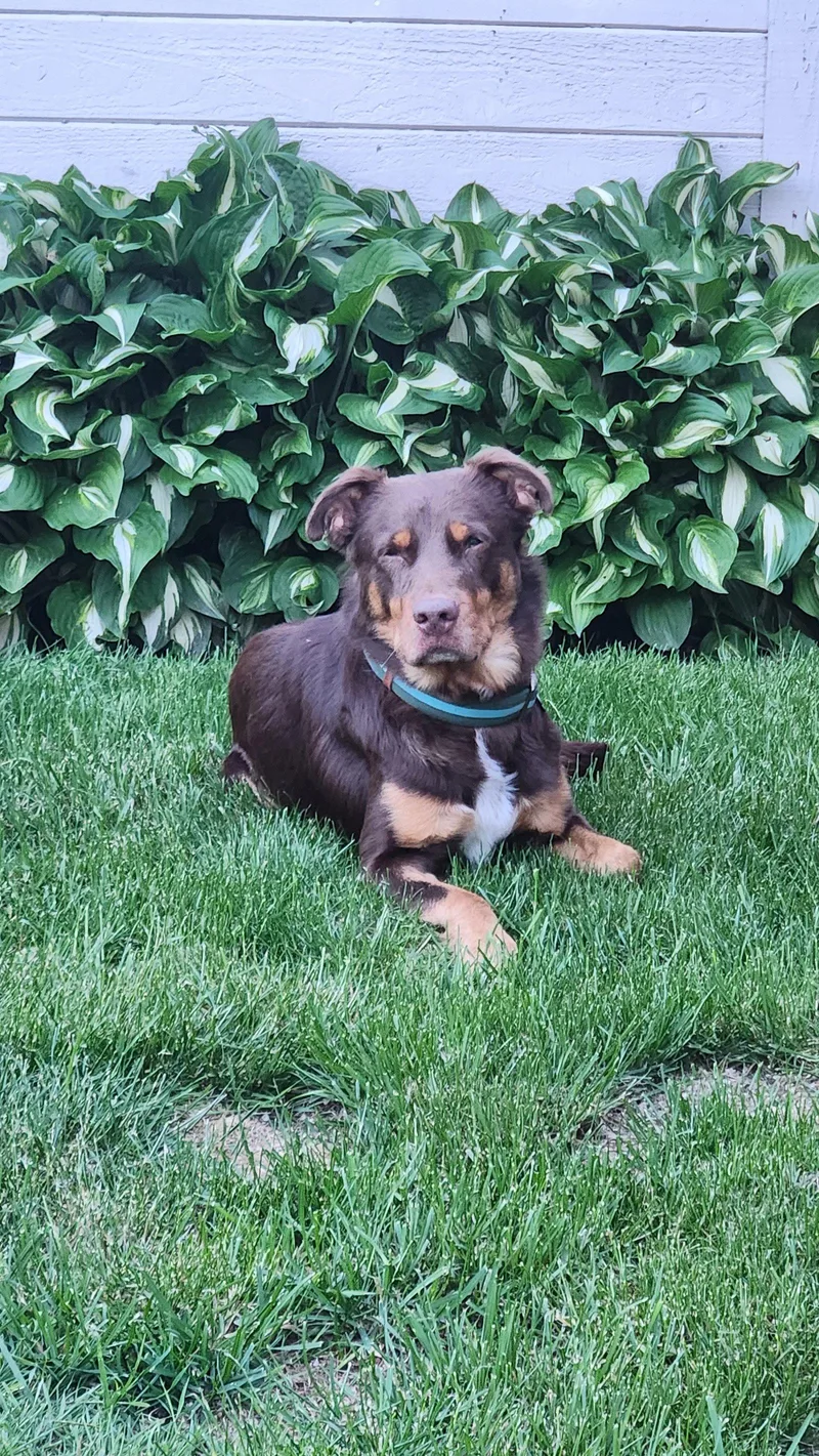 An adult medium-sized male Australian Shepherd dog named Ricky for adoption in Tonawanda, NY
