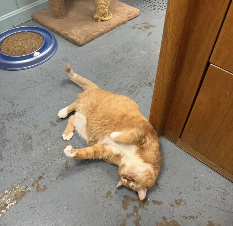 A senior large-sized male Orange & White Domestic Short Hair cat named Mr. Moo Moo for adoption in Canton, MA
