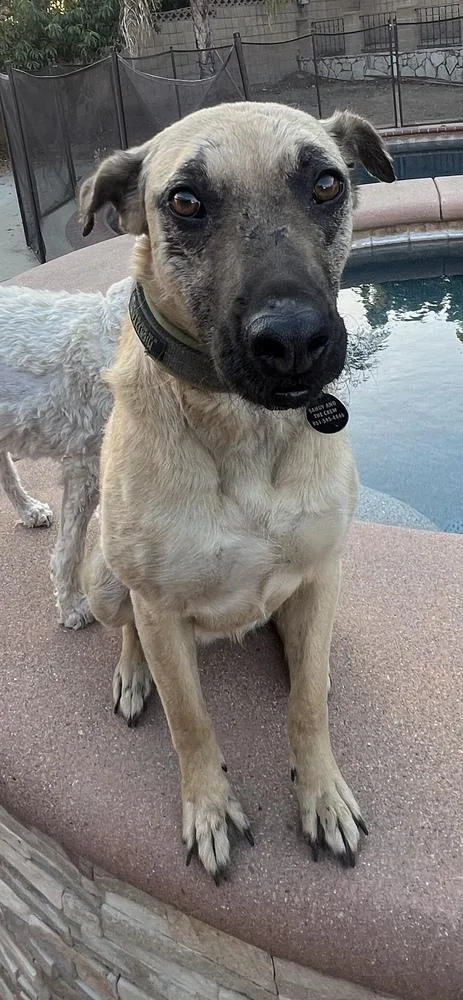 Nala