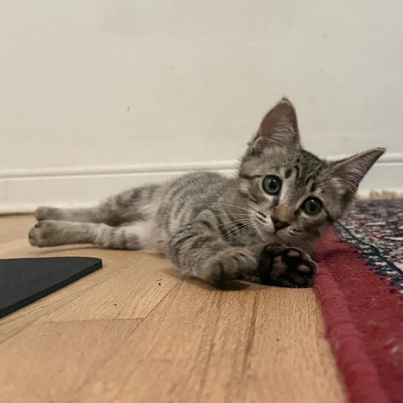 A baby small-sized male Gray / Blue / Silver Domestic Short Hair cat named Jimmy for adoption in Lauderhill, FL