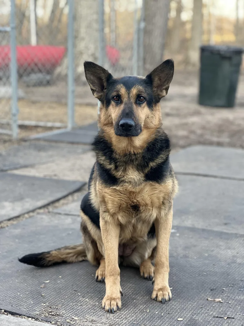 An adult large-sized female Brown / Chocolate German Shepherd Dog dog named Loki for adoption in Oswego, IL