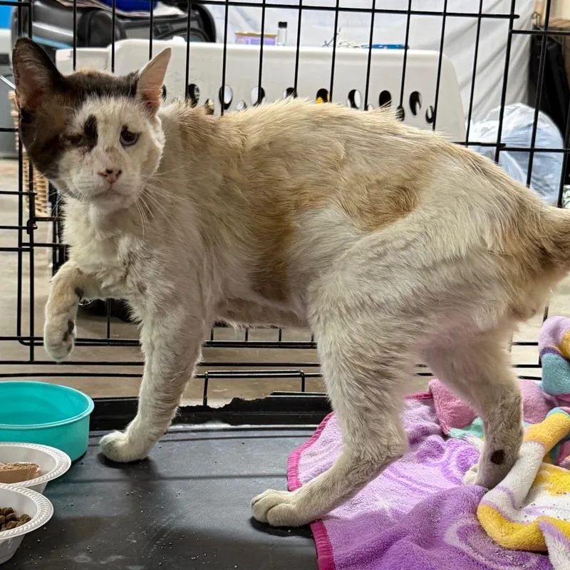 A senior small-sized male Buff / Tan / Fawn Domestic Short Hair cat named Big Ben for adoption in Long Beach, CA