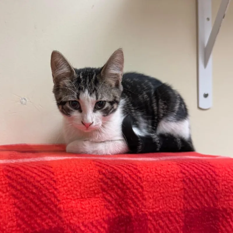 A baby small-sized female White Domestic Short Hair cat named Kylian for adoption in Naperville, IL