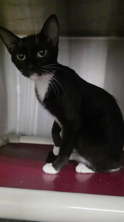 A young medium-sized female Domestic Short Hair cat named Lizbeth for adoption in Clinton, MO