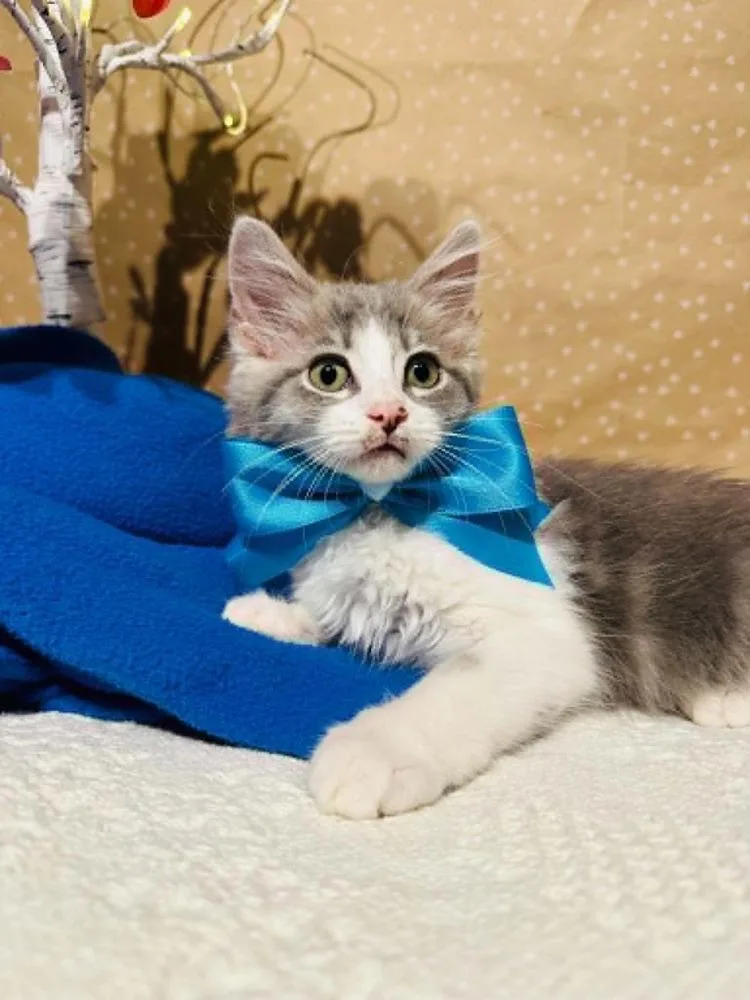 A baby small-sized female Domestic Long Hair cat named Angelique for adoption in Groveland, MA