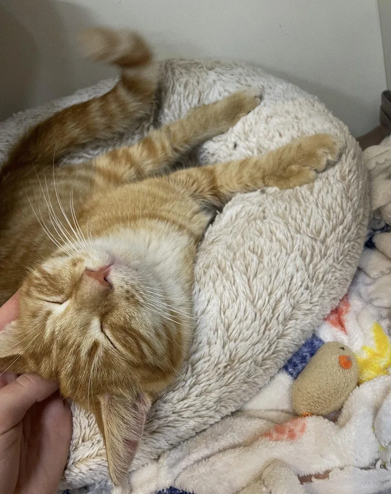 A young medium-sized male Orange / Red Domestic Short Hair cat named Baylor for adoption in Cuyahoga Falls, OH