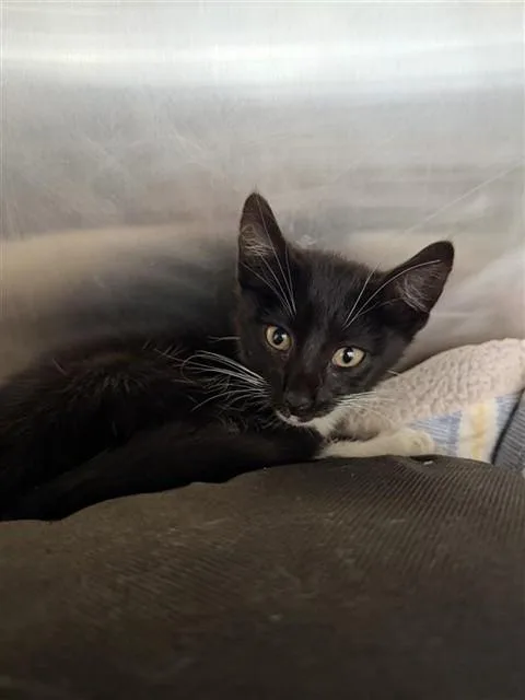 A baby small-sized male Domestic Medium Hair cat named Chaplin for adoption in Fremont, CA
