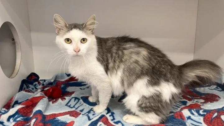 An adult medium-sized female Gray & White Domestic Medium Hair cat named Ekg for adoption in Chestertown, MD