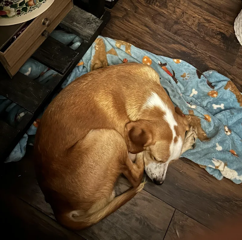 A baby medium-sized male Yellow / Tan / Blond / Fawn Beagle dog named Charlie for adoption in Jeffersonville, IN