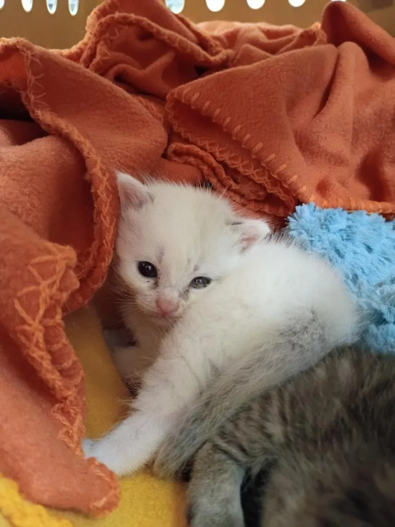 A baby medium-sized male Domestic Short Hair cat named Mayonnaise for adoption in Hamilton, OH