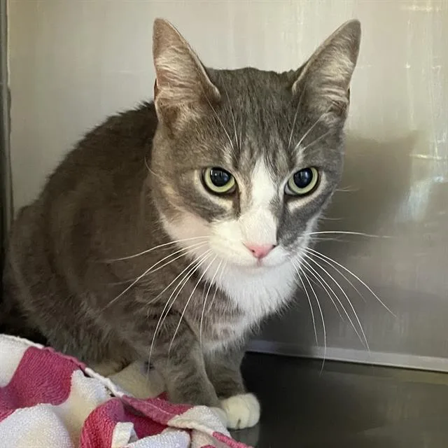 An adult medium-sized male Domestic Short Hair cat named Pickle for adoption in Santa Cruz, CA