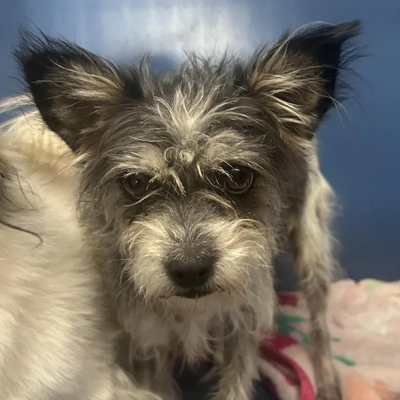 An adult small-sized female Gray / Blue / Silver Terrier dog named Gretel for adoption in Yuma, AZ