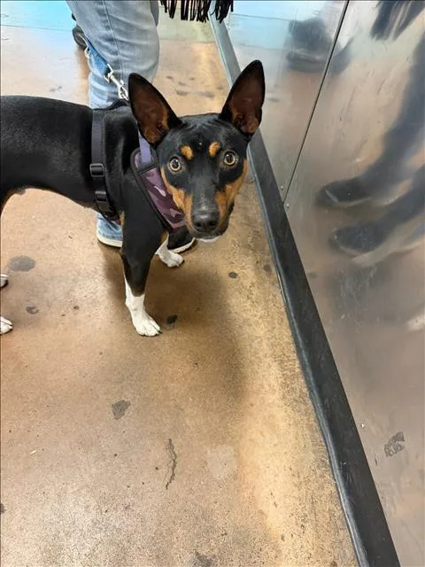 A young medium-sized male Australian Kelpie dog named Roscoe for adoption in Van Nuys, CA