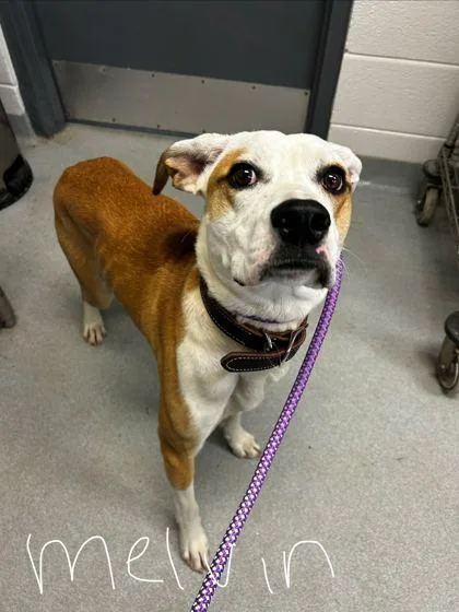 An adult medium-sized male Mixed Breed dog named Melvin for adoption in Spruce Pine, NC