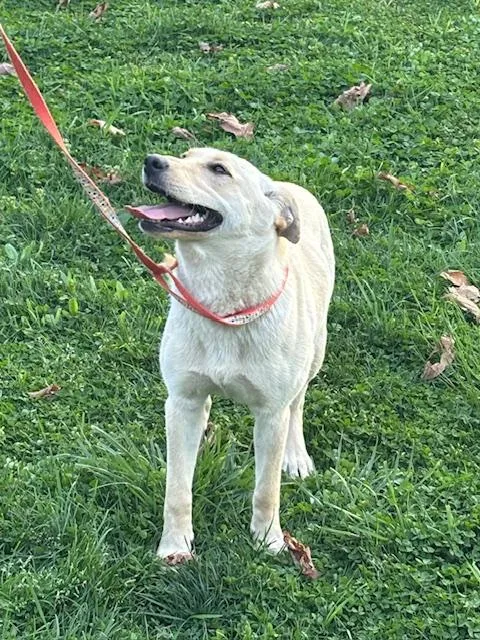 Rosie Fizz thumbnail 2