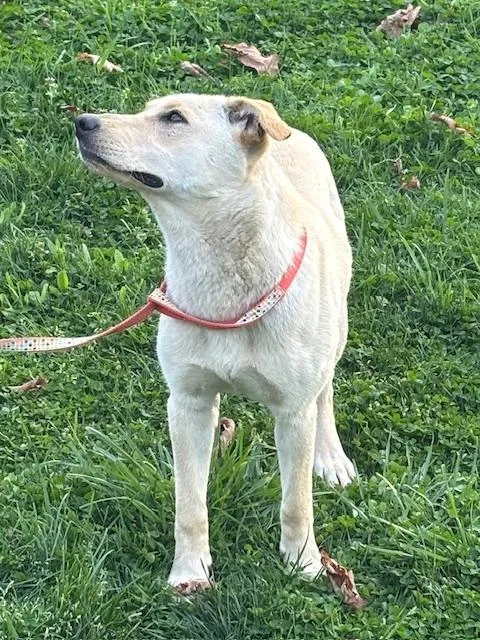 Rosie Fizz thumbnail 3