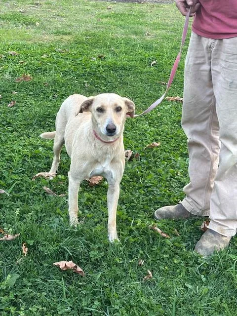 Rosie Fizz thumbnail 4