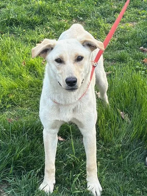 Rosie Fizz thumbnail 6