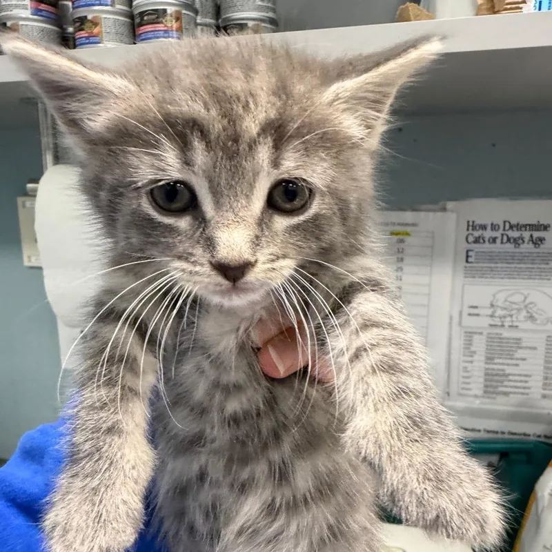 A baby small-sized female Gray / Blue / Silver Domestic Short Hair cat named Barreleye Fish Lacey for adoption in Greensboro, NC