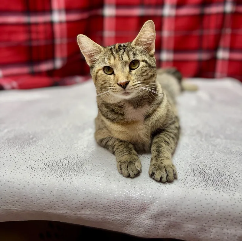 An adult medium-sized female Tabby (Tiger Striped) Domestic Short Hair cat named Ty for adoption in Upper Sandusky, OH