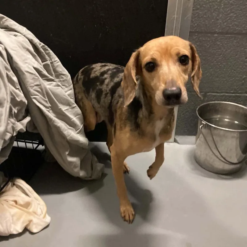 An adult small-sized female Brown / Chocolate Beagle dog named Lucy Jojo for adoption in Northbrook, IL