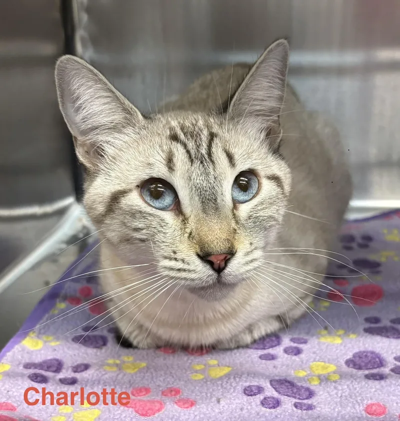 Charlotte